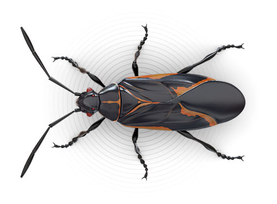Top-view illustration of a boxelder bug.