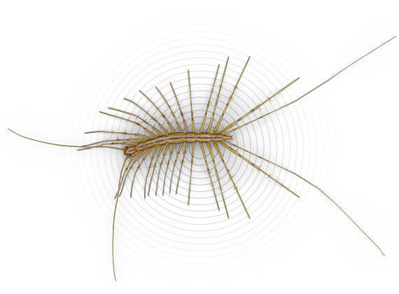 Top-view illustration of a centipede.