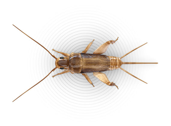 Top-view illustration of a cricket.