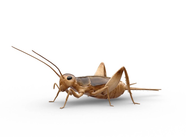 Side-view illustration of a cricket.
