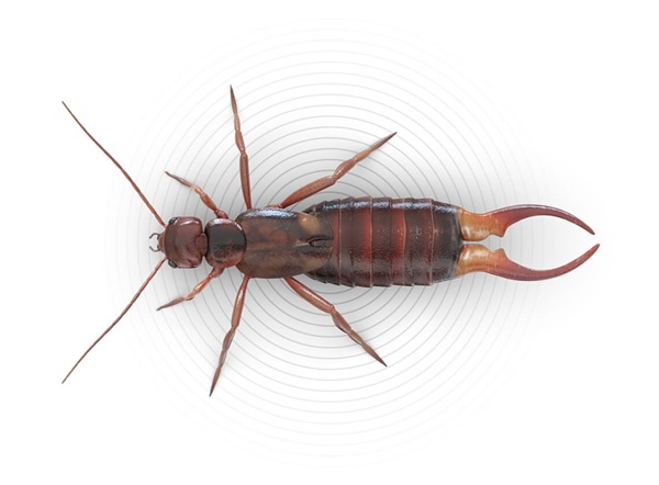 Top-view illustration of an earwig.