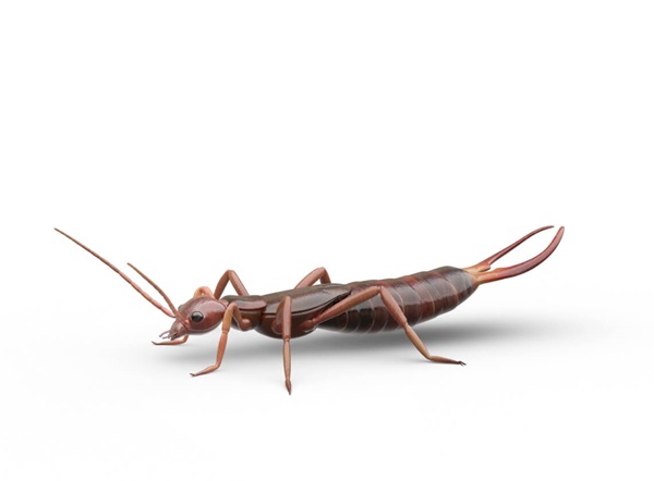 Side-view illustration of an earwig.