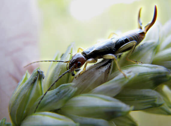 Close up image of an earwig on a plant.