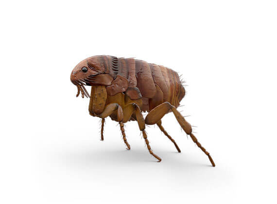 Side-view illustration of a flea.