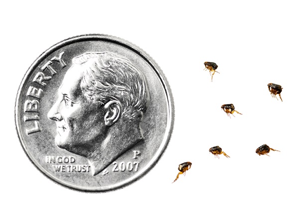 Una comparación paralela de las pulgas con una moneda estadounidense de diez centavos. El tamaño de una pulga puede variar entre 1.60 y 3 mm de largo, mientras que la moneda estadounidense de diez centavos mide 18 mm.