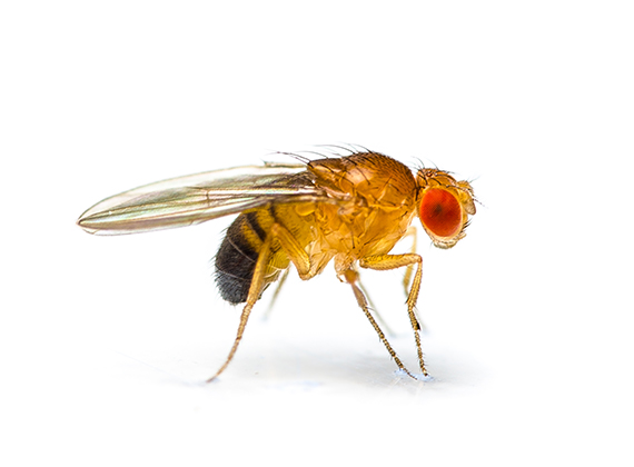 Ilustración lateral de una mosca de la fruta.