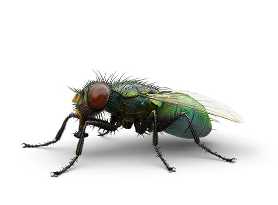 Ilustración lateral de una mosca de la inmundicia de exteriores.