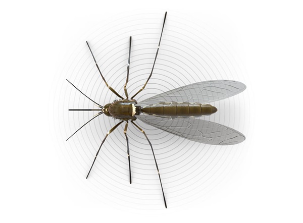 Ilustración superior de un mosquito.