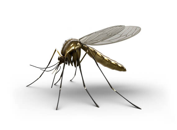 Side-view illustration of a mosquito.