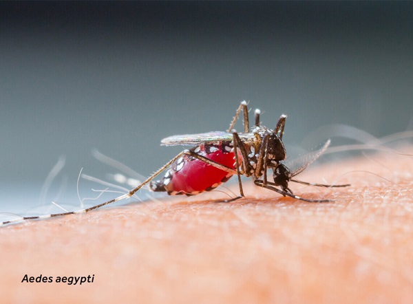 Primer plano de un Aedes aegypti (mosquito) sobre piel humana