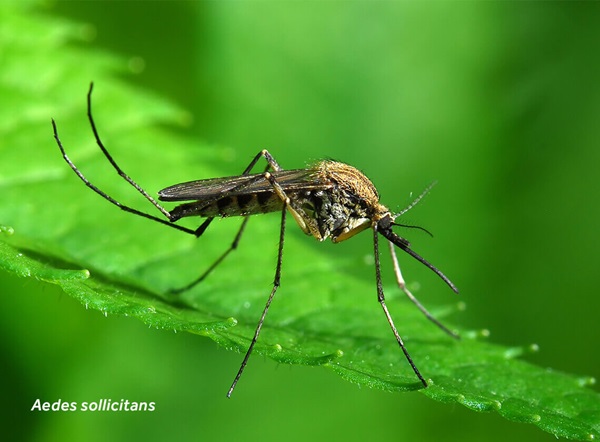 Primer plano de un Aedes sollicitans (mosquito) sobre una hoja.