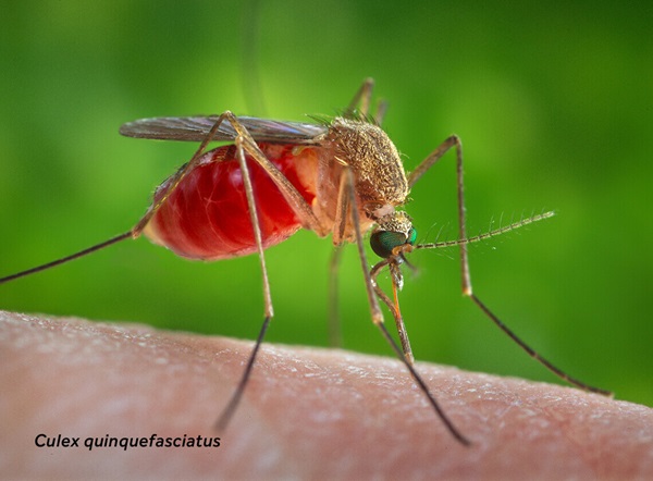 Primer plano de un Culex quinquefasciatus (mosquito) sobre piel humana.
