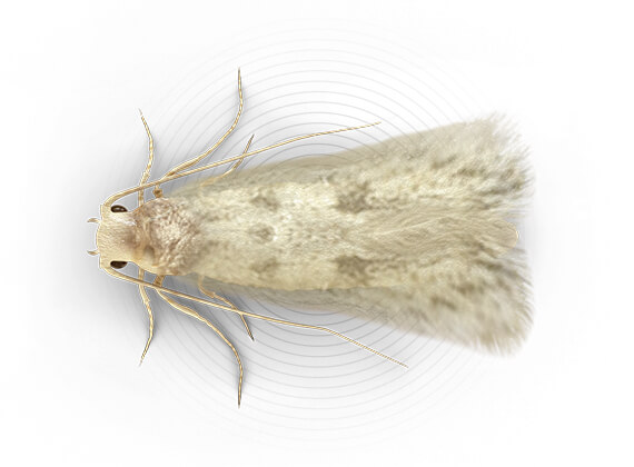 Top-view illustration of a clothes moth.
