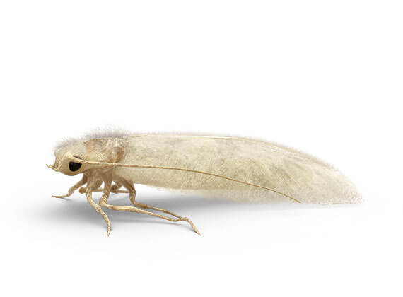 Side-view illustration of a clothes moth.