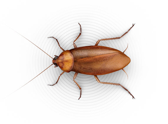 Top-view illustration of a large roach.