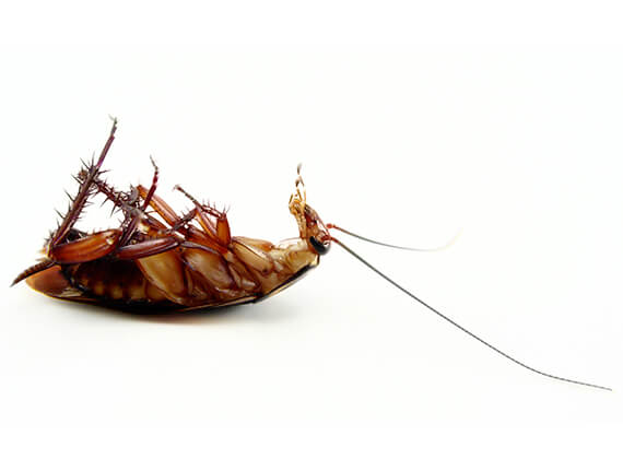 Imagen de una cucaracha grande muerta.