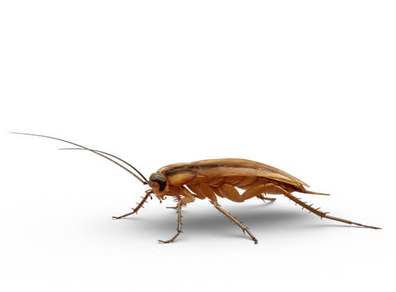 Side-view illustration of a small roach.