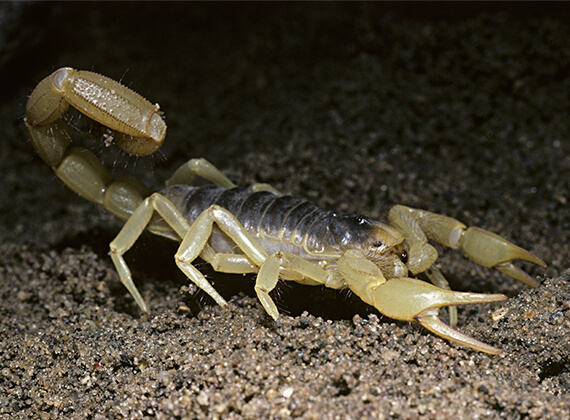 Close-up of a scorpion crawling around during the night.