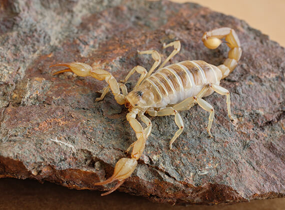 A scorpion crawling on top of a rock.