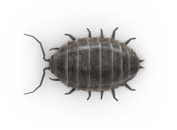 Top-view illustration of a sowbug.
