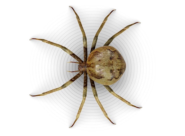 Ilustración superior de una araña.