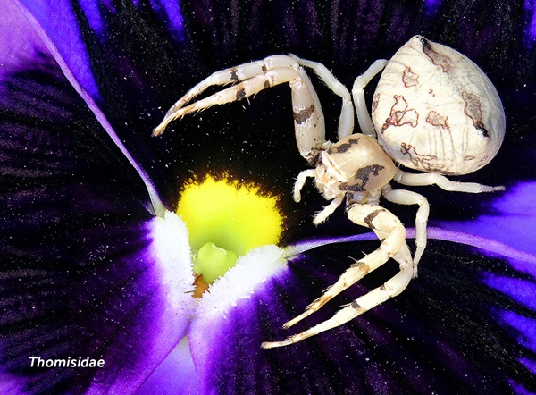 Imagen en primer plano de una araña cangrejo (Thomisidae).