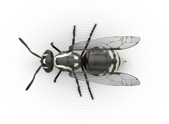 Top-view illustration of a hornet.