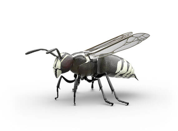 Side-view illustration of a hornet.