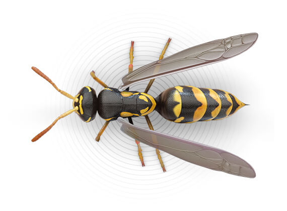 Top-view illustration of a wasp.