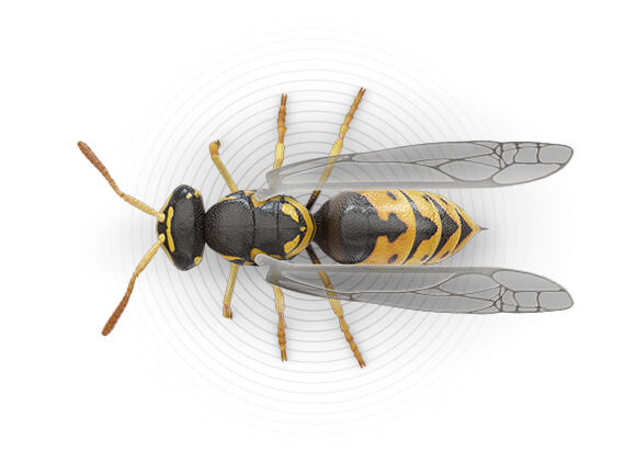 Top-view illustration of a yellow jacket.
