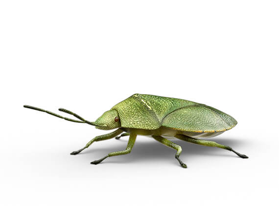 Side-view illustration of a stink bug.