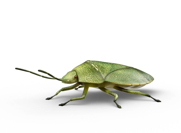 Side-view illustration of a stink bug.