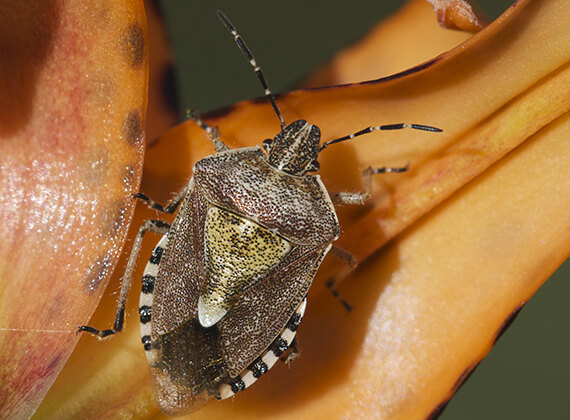 A close-up view of a stink bug crawling on a leaf.