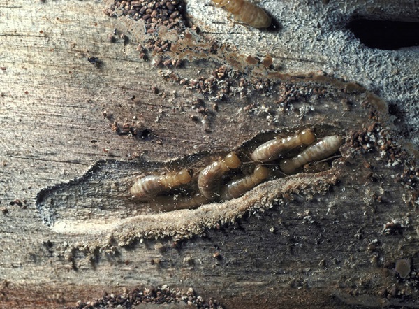 Varias termitas caminando por un pedazo de madera.