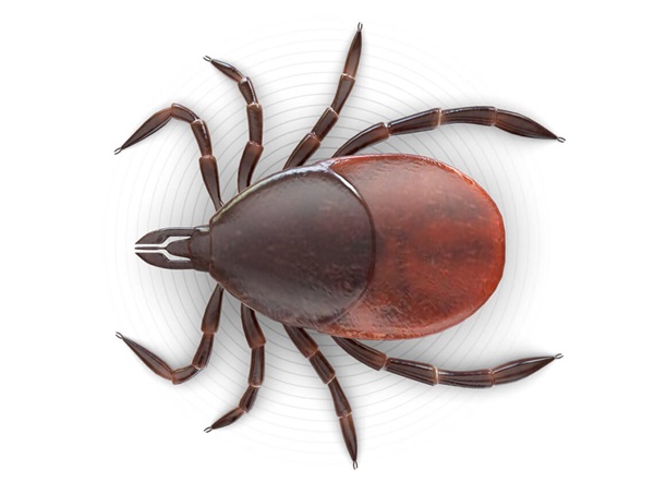 Top-view illustration of a tick.