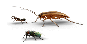 Ilustraciones de hormigas, cucarachas y moscas