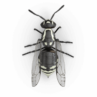 hornets-large