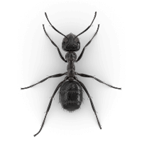 Nuisance ant illustration