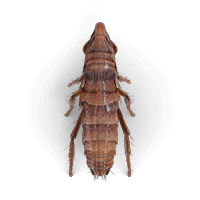 Ilustración de una pulga