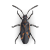 Boxelder bug illustration