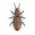 Pantry beetle illustration