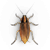 Small roach illustration
